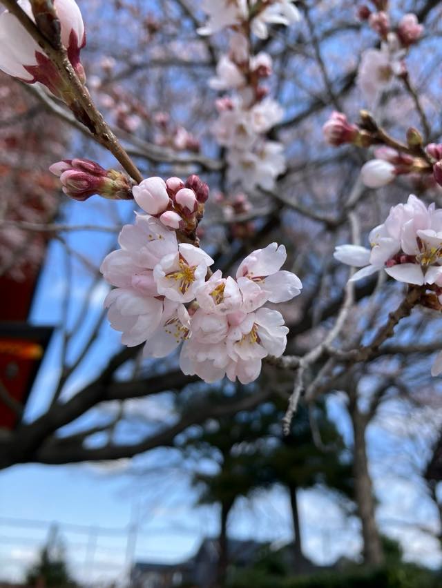 桜（サクラ）