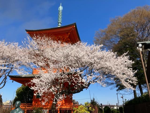 桜（サクラ）