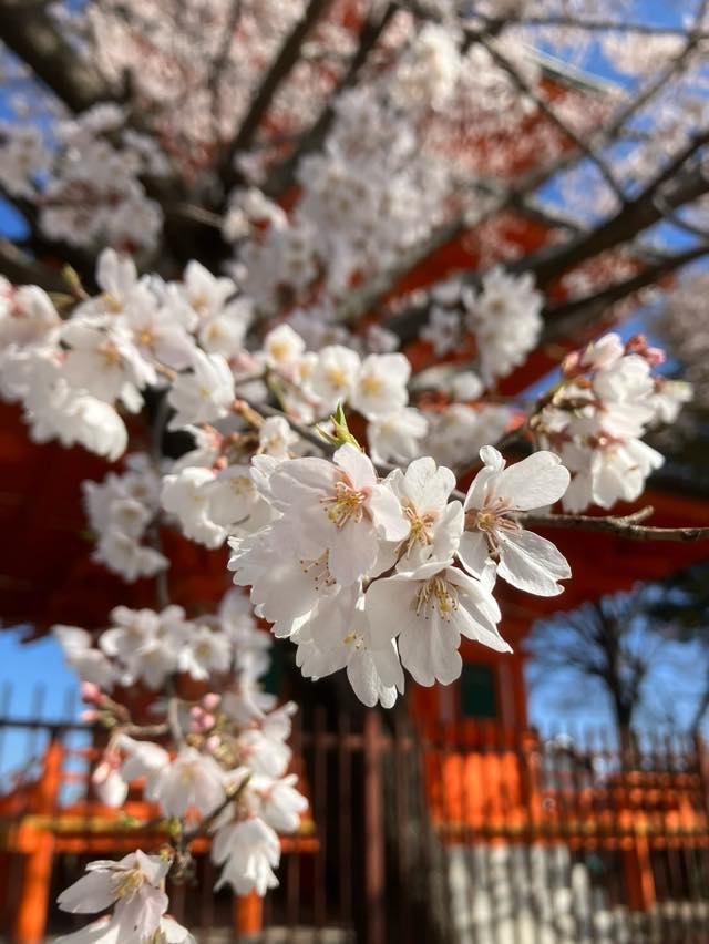 桜（サクラ）