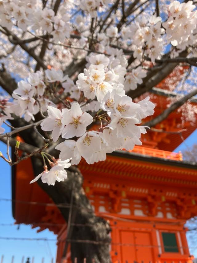桜（サクラ）