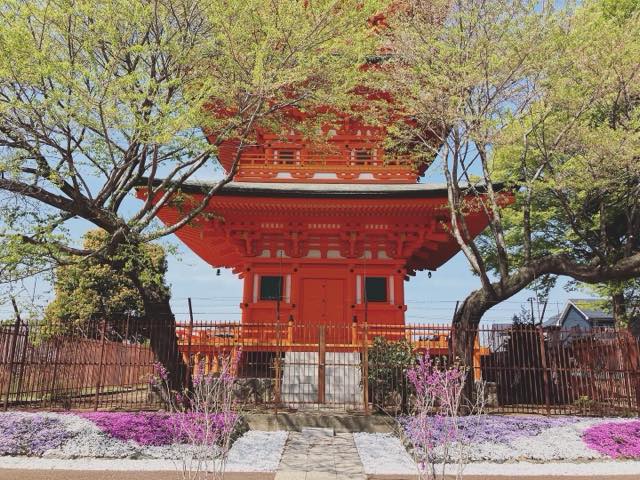 芝桜（シバザクラ）