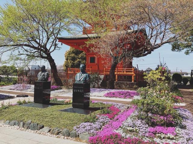 芝桜（シバザクラ）