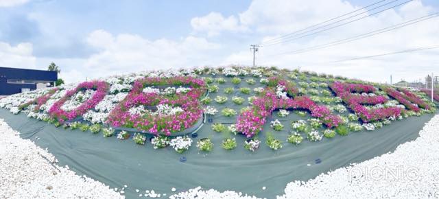 芝桜（シバザクラ）