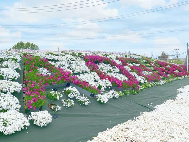 芝桜（シバザクラ）