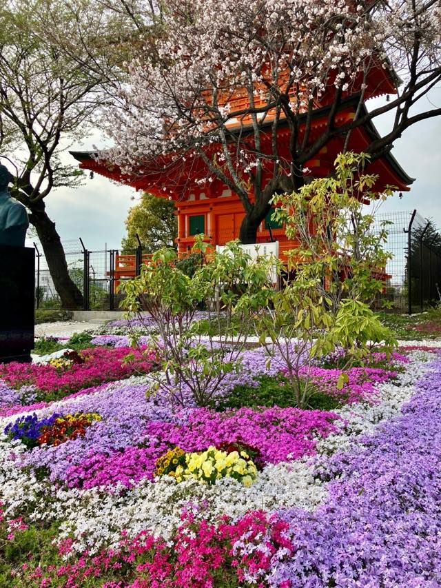 芝桜（シバザクラ）