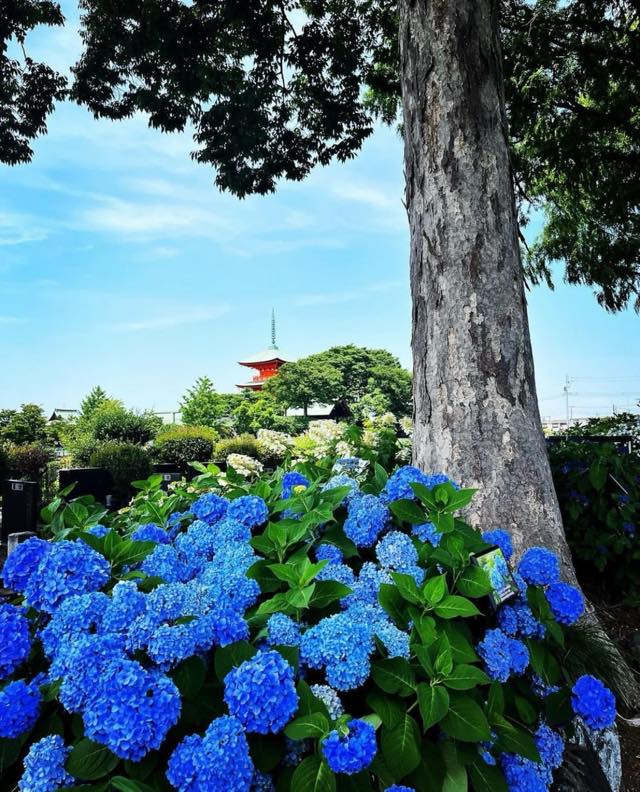 紫陽花（アジサイ）