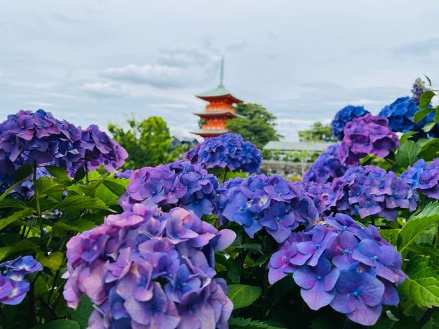 紫陽花（アジサイ）