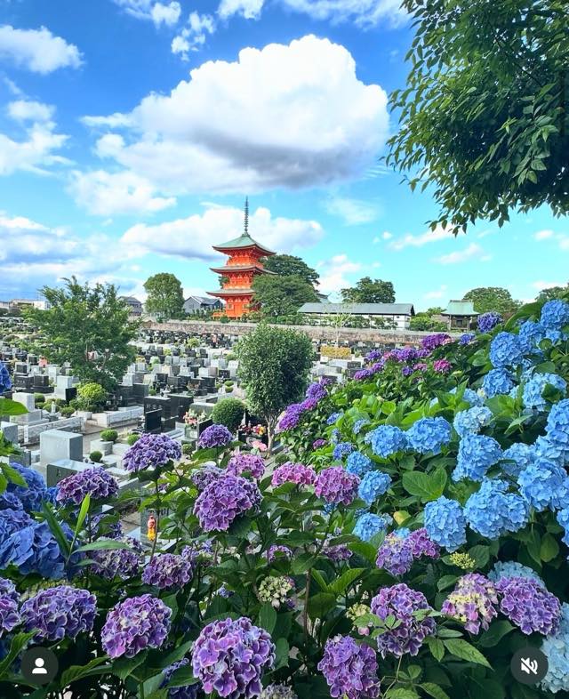 紫陽花（アジサイ）