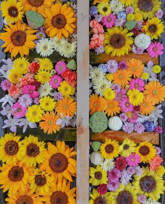 向日葵（ヒマワリ）