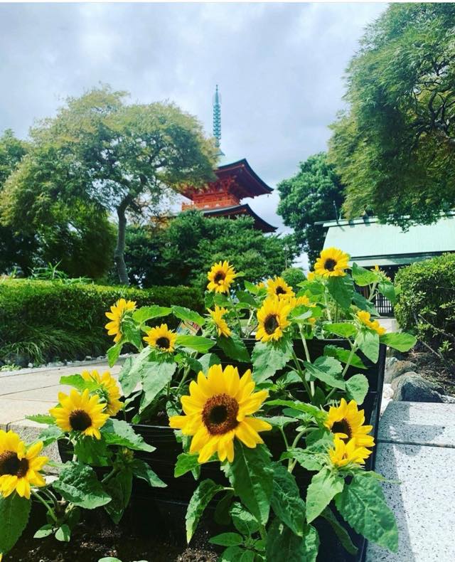 向日葵（ヒマワリ）