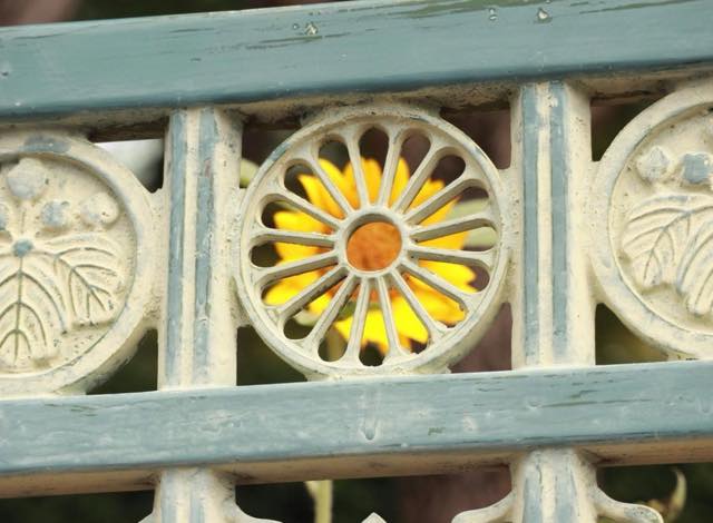 向日葵（ヒマワリ）