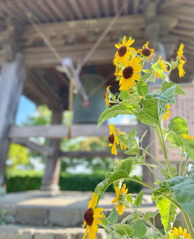 向日葵（ヒマワリ）