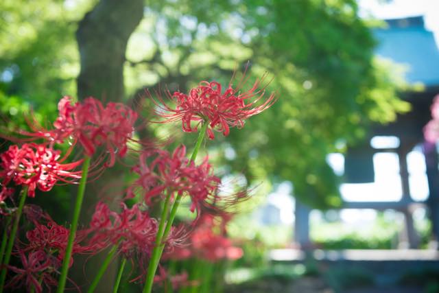 彼岸花（ヒガンバナ）