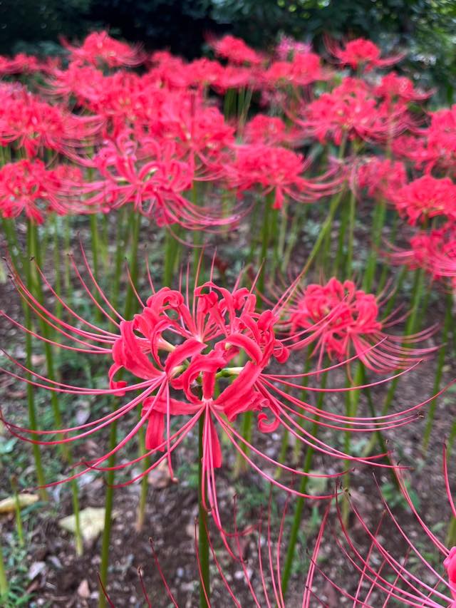 彼岸花（ヒガンバナ）