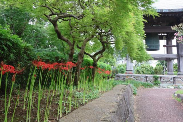 彼岸花（ヒガンバナ）