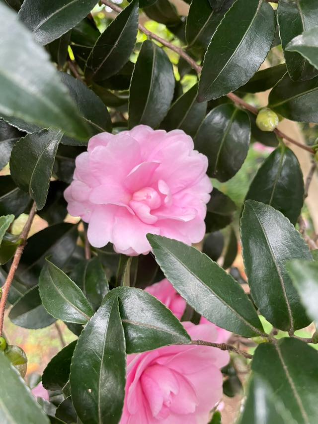 山茶花（サザンカ）