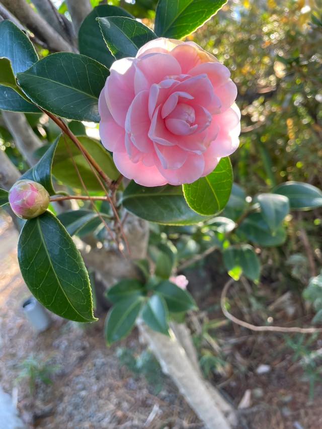 山茶花（サザンカ）