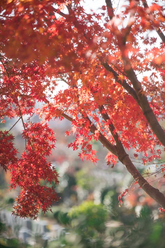 紅葉