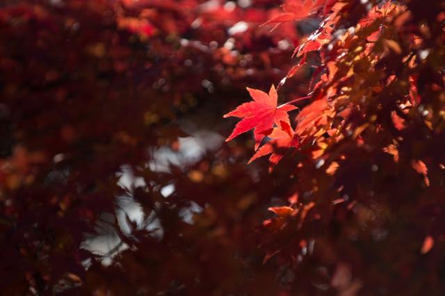 紅葉