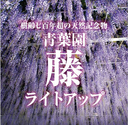 正門の天然藤のライトアップを実施しました。※動画あり