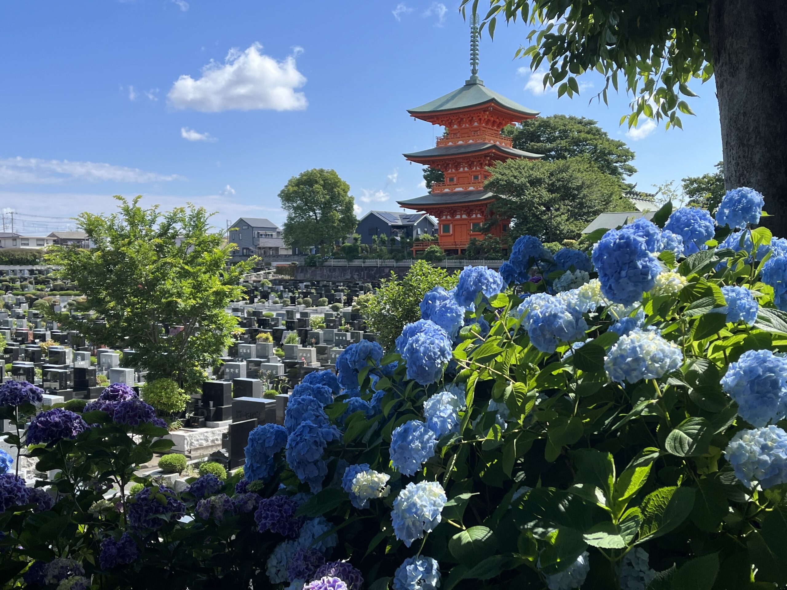 園内のあじさいが見頃を迎えております 　※6/13（木）現在の様子