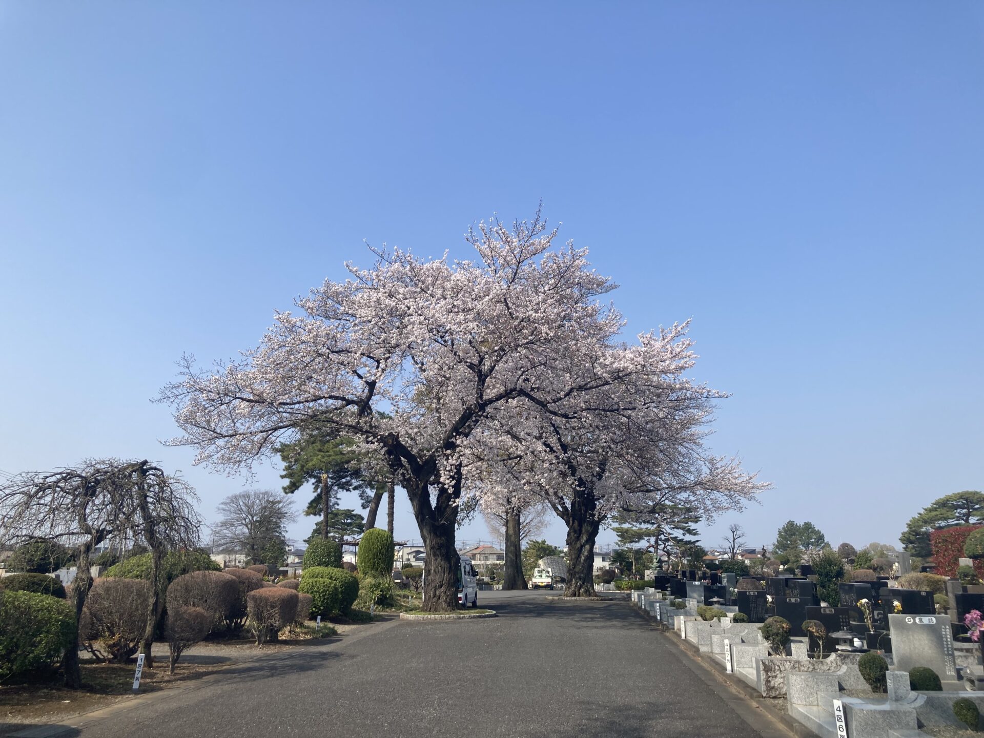 桜が見頃を迎えております