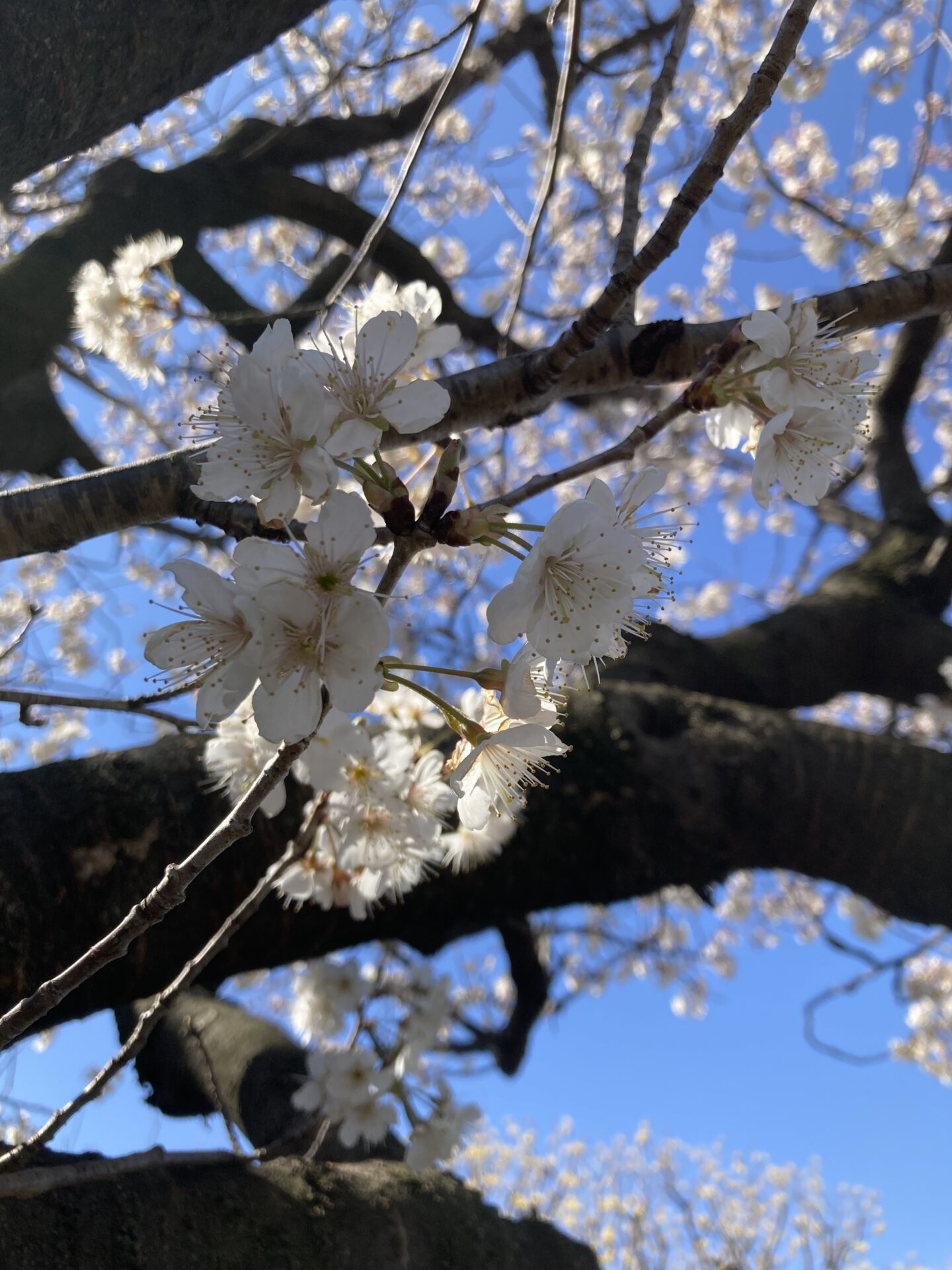 現在、様々なお花が咲いています