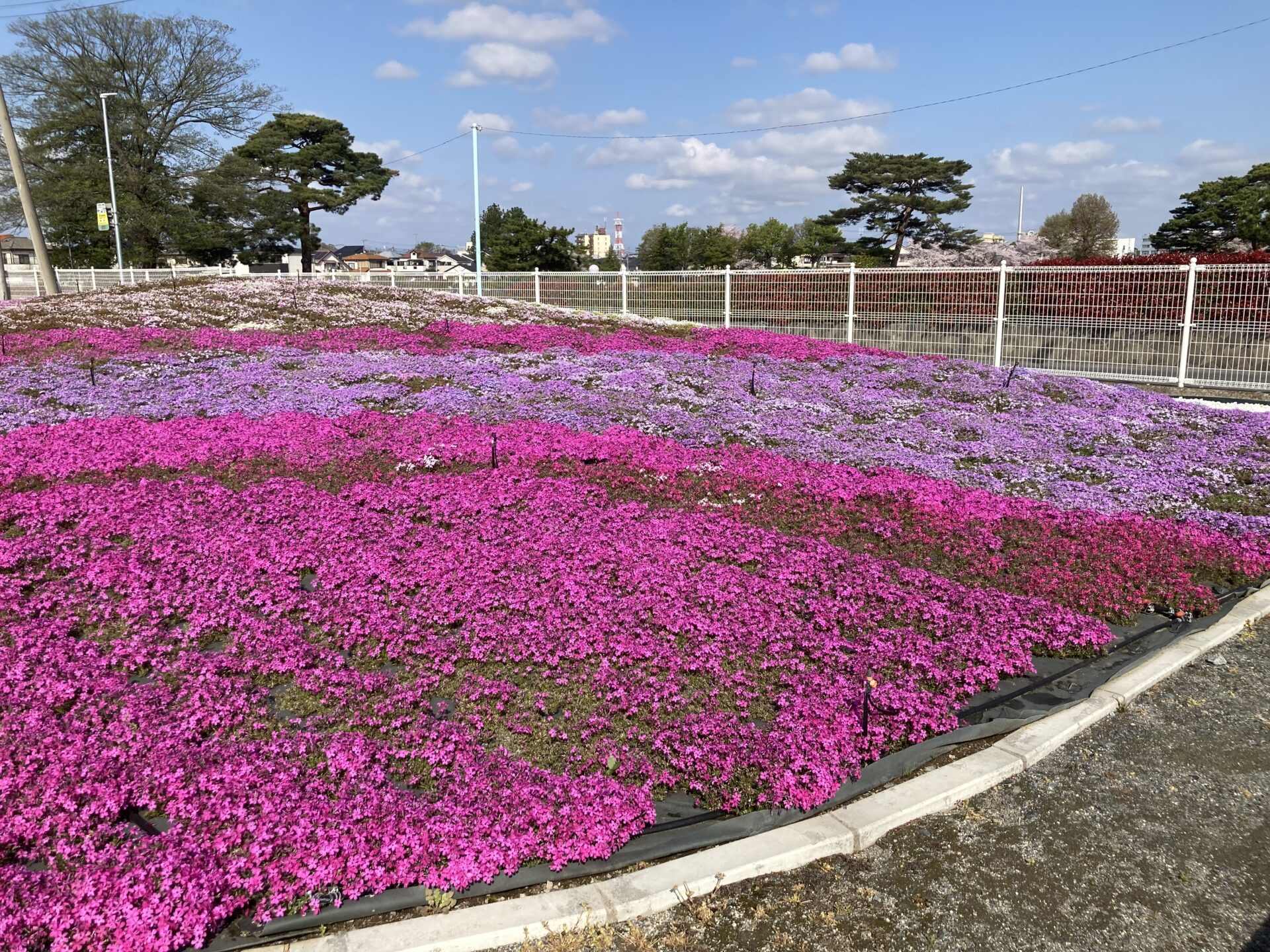 南駐車場の芝桜
