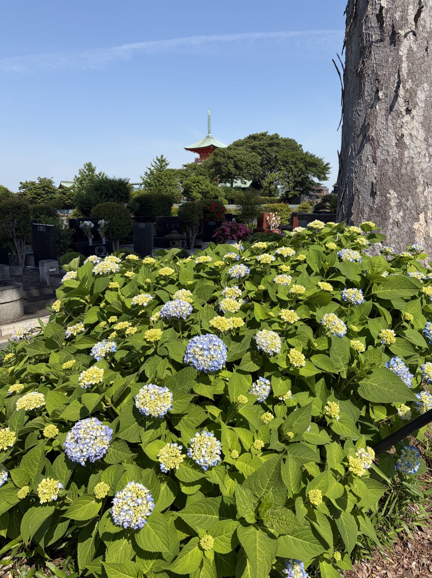あじさい開花情報
