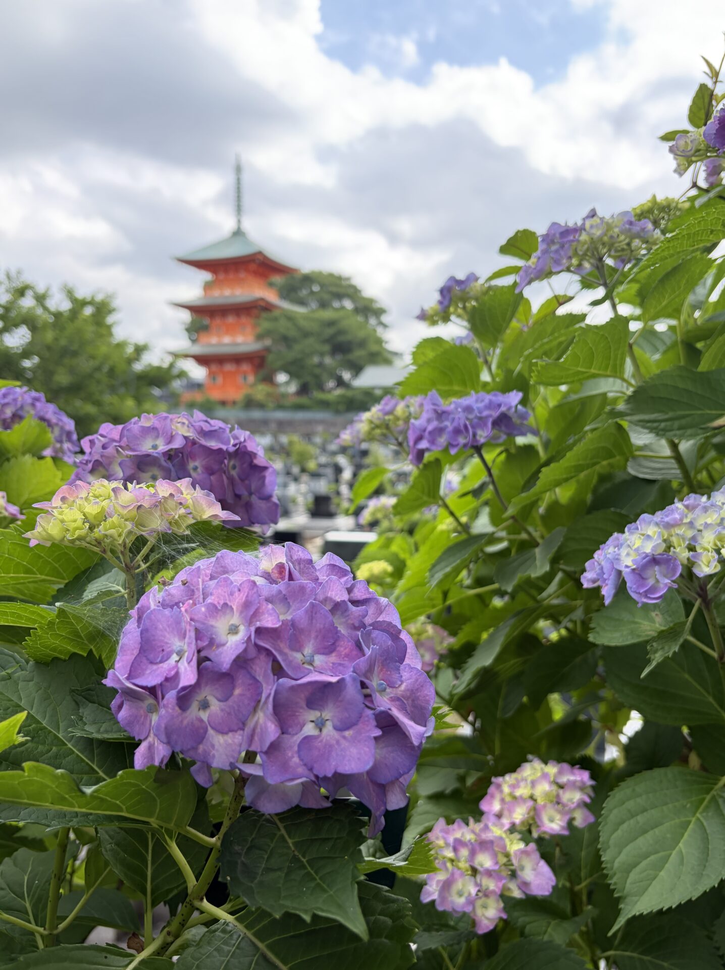 あじさい開花情報　