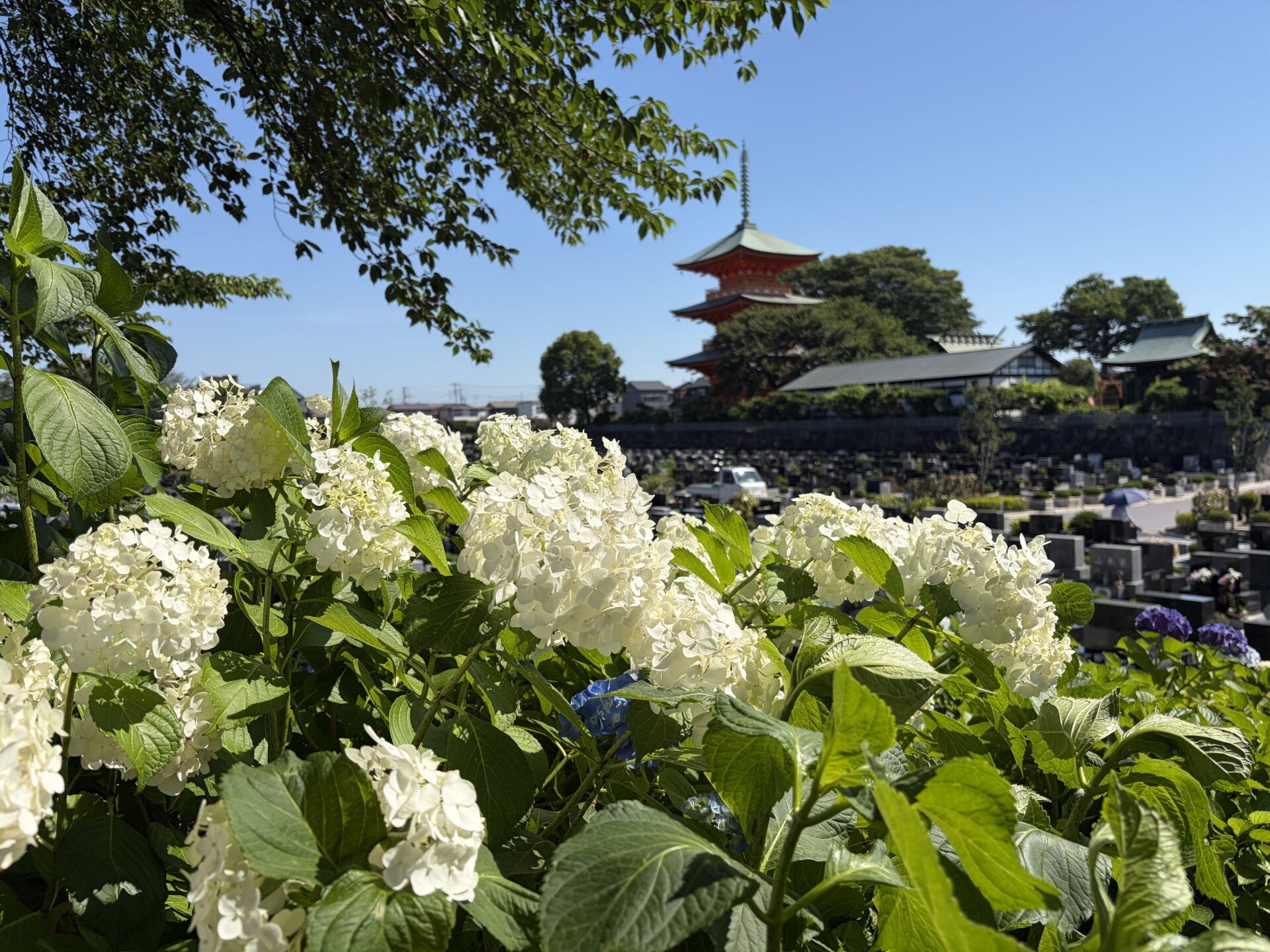 あじさい開花情報※見頃です　