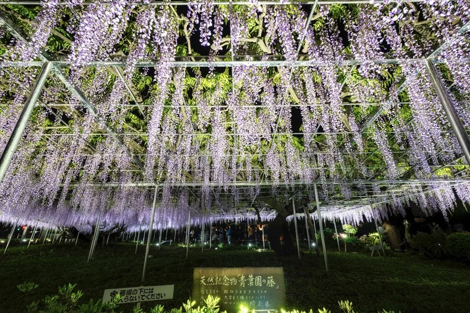「藤の花ライトアップ×バイオリンコンサート」を開催（樹齢700年の大藤・入園無料）　　公園墓地青葉園（さいたま市）