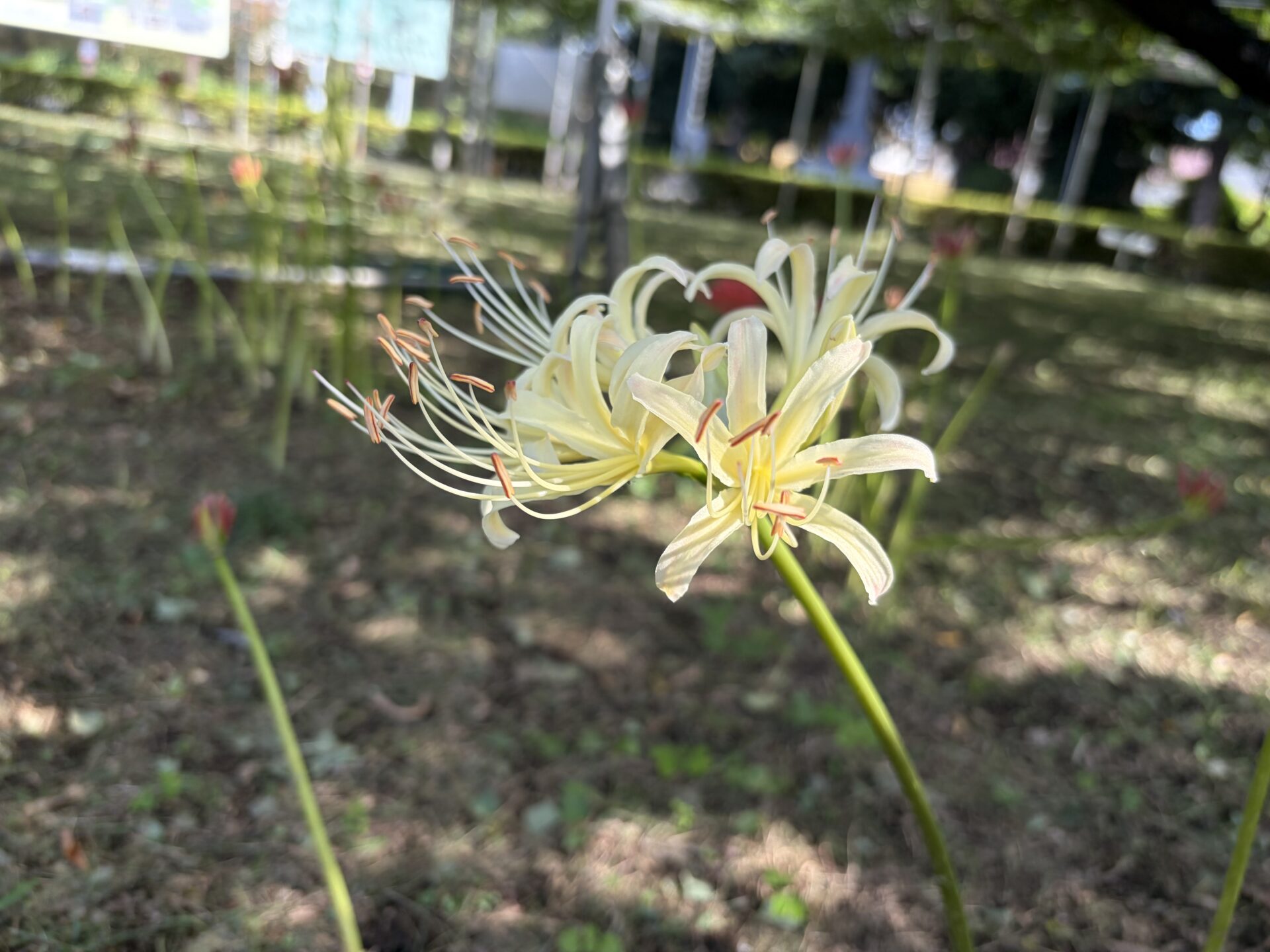 彼岸花が咲き始めました。